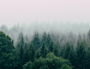 Photo d'une forêt ennuagée Photo d'une forêt ennuagée