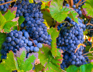 Photo d'une grappe de raisins Photo d'une grappe de raisins