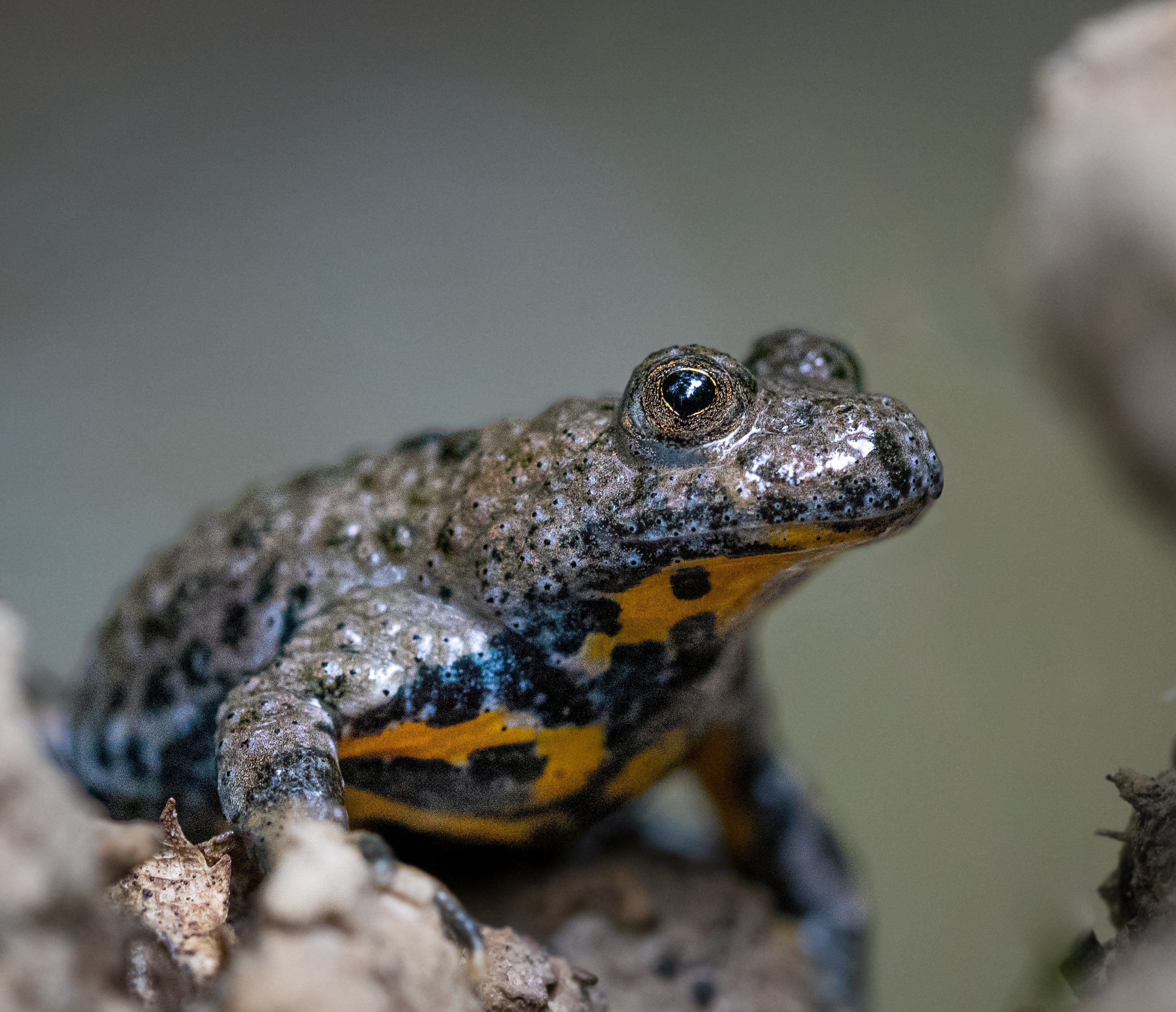 CERFE Awarded the See-Life Label to Protect the Yellow-Bellied Toad